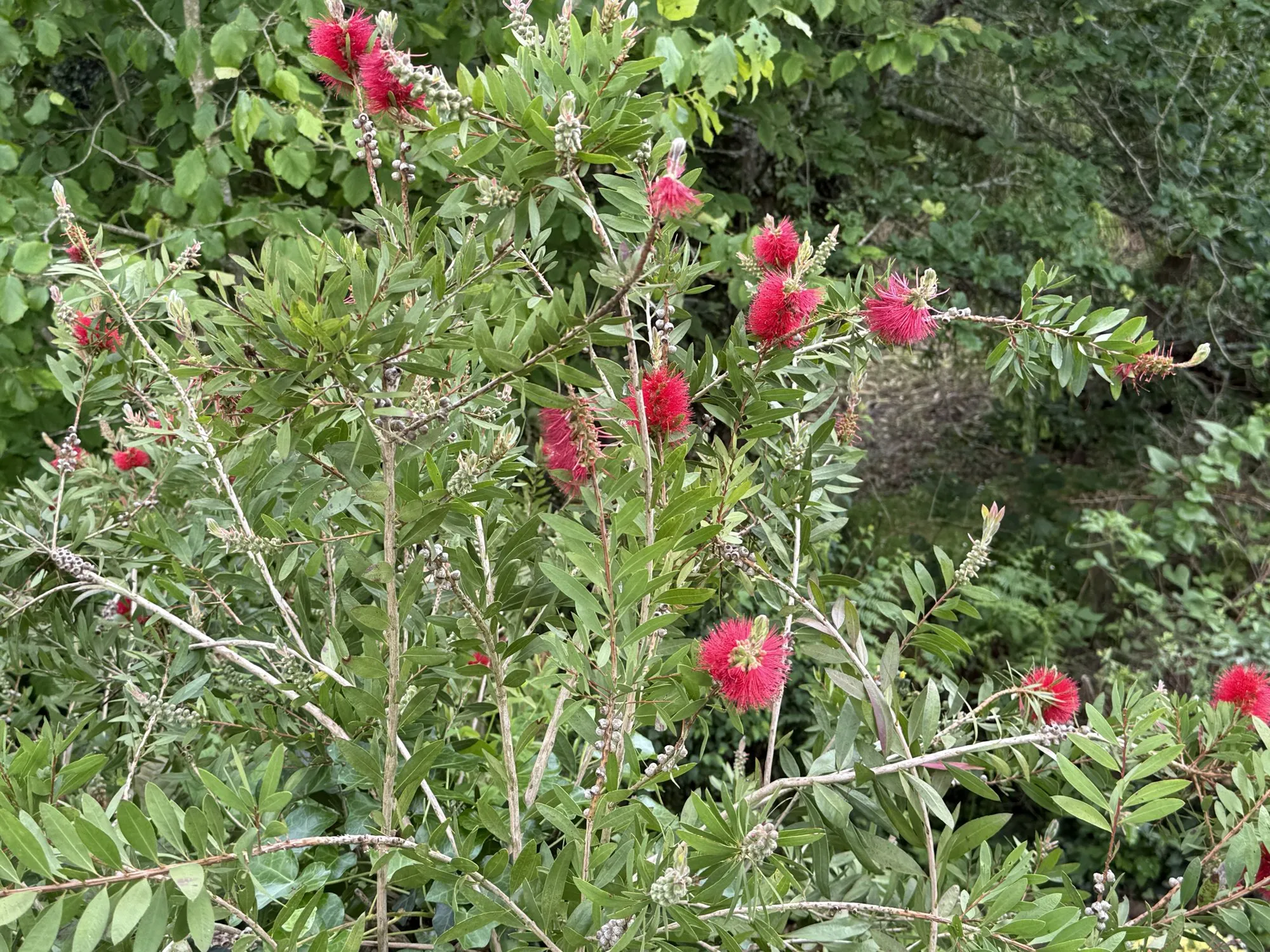 Un callistémon en fleurs