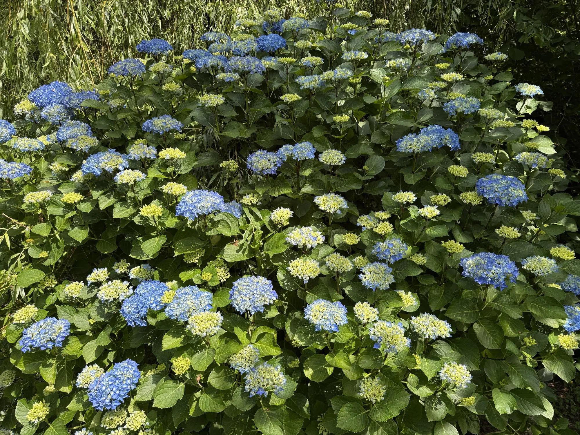 Les hortensias bleus