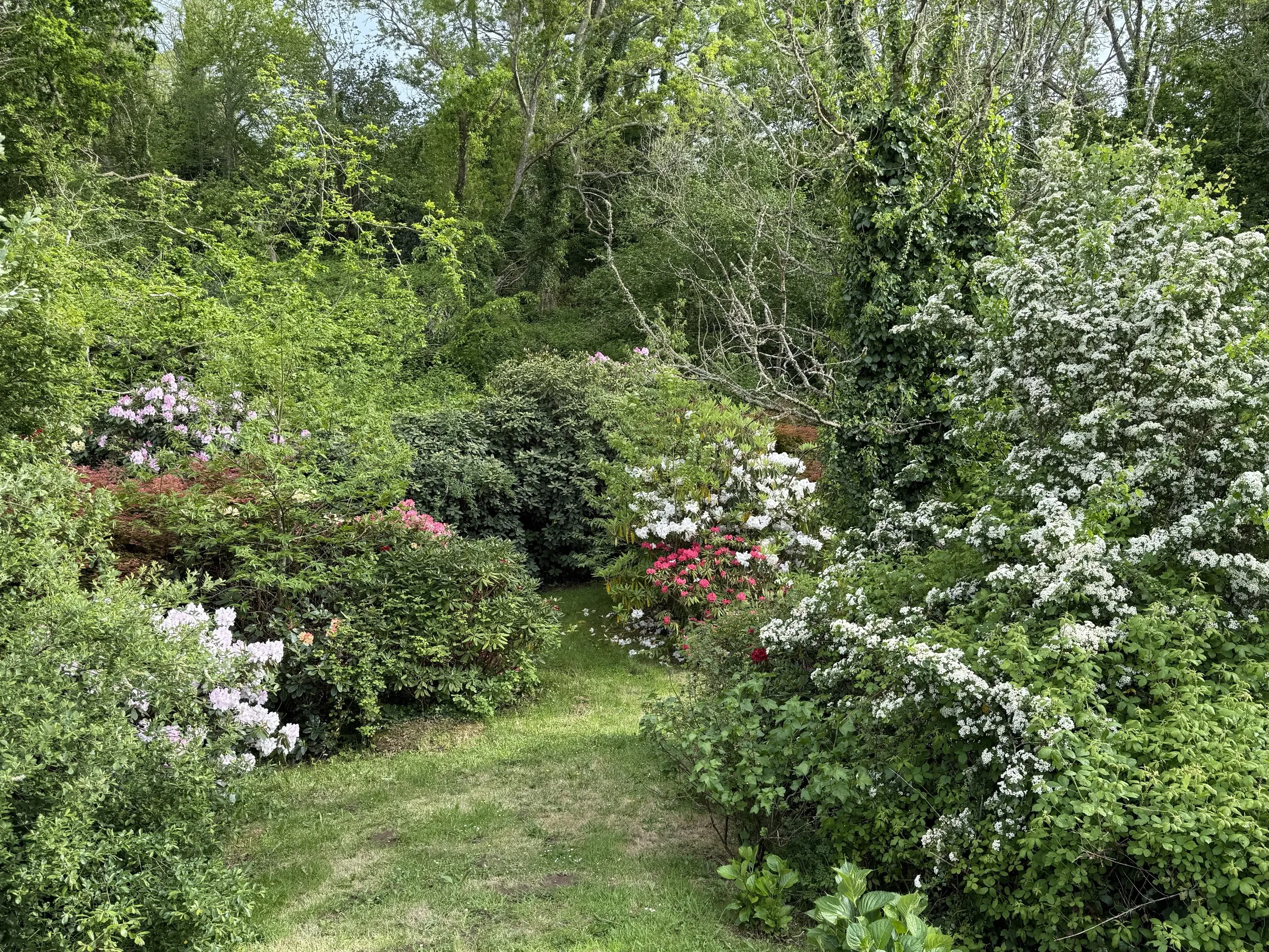 Le jardin et ses massifs de rhododendrons en fleurs